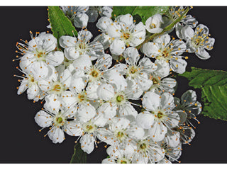 Prunus' Pin Cherry