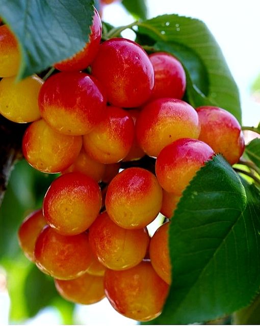 Prunus' Rainier Cherry Tree