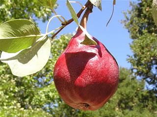 Pyrus' Red Clapp's Dwarf Pear Tree