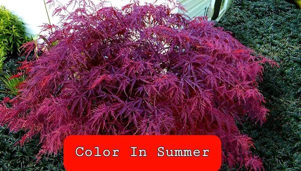 Acer' Dwarf Red Dragon Specialty Japanese Maple Tree