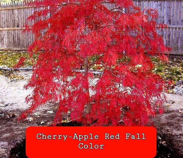 Acer' Dwarf Red Dragon Specialty Japanese Maple Tree