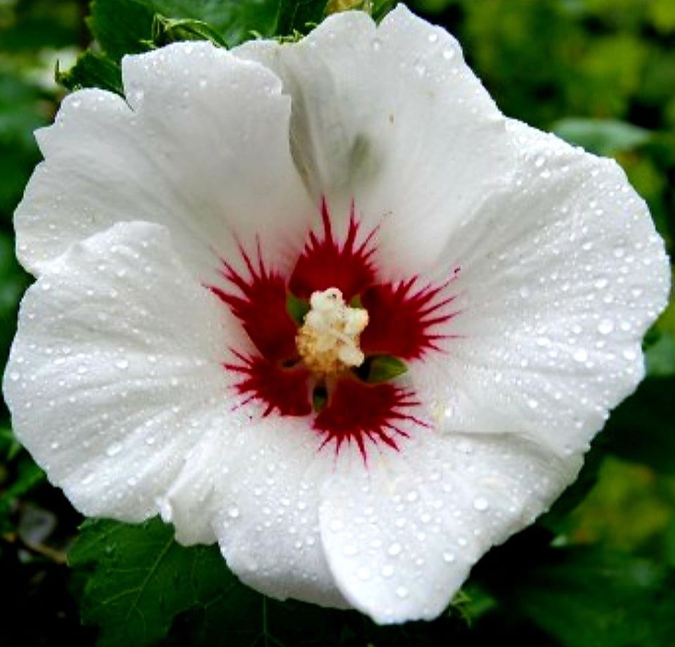 Hibiscus' Red Heart Hibiscus