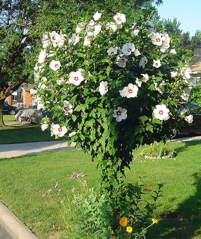 Hibiscus' Red Heart Hibiscus