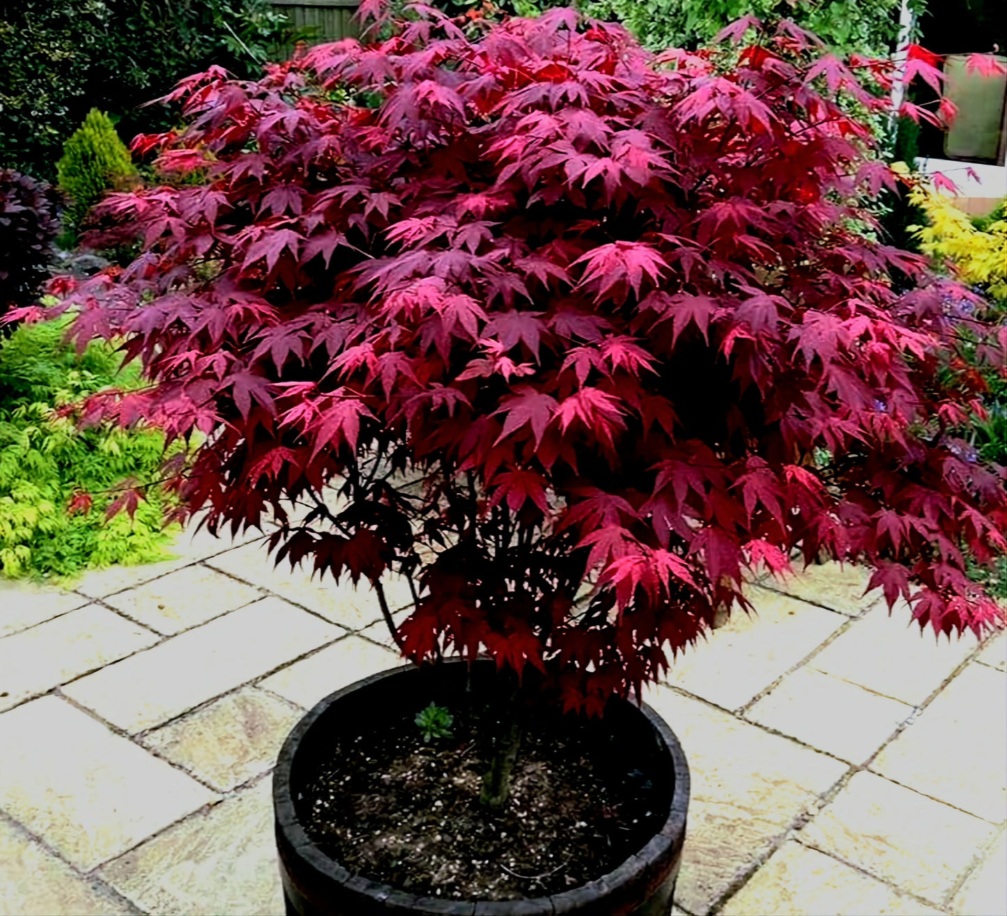 Acer' Red Leaf Japanese Maple Tree