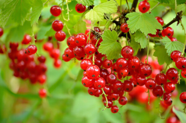 Ribes' Red Lake Currant