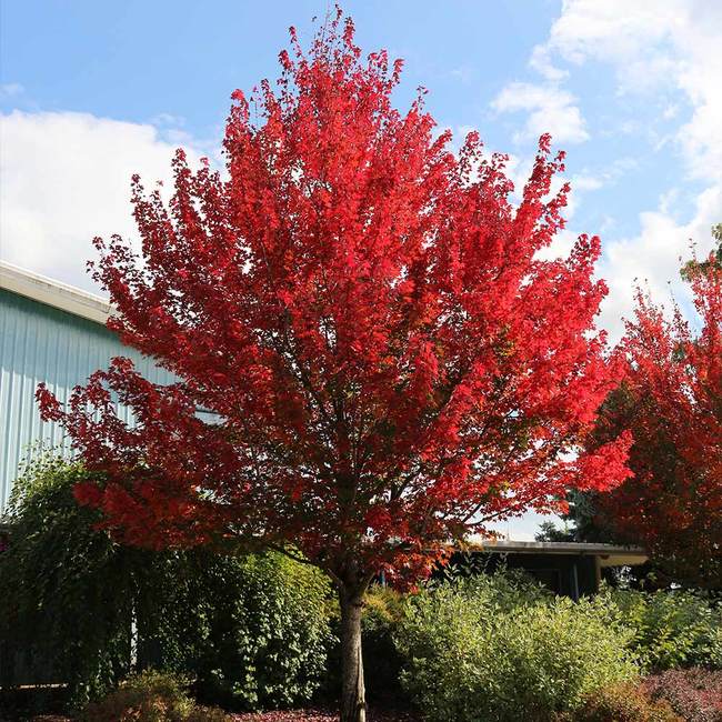 Acer' Redpointe® Red Maple Tree