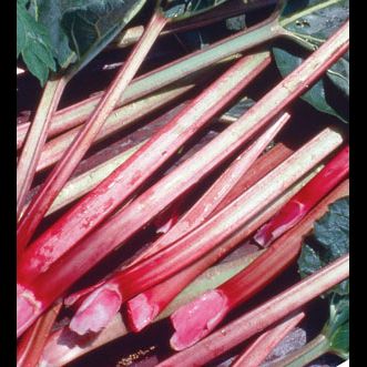 Rheum' Mac Red Rhubarb