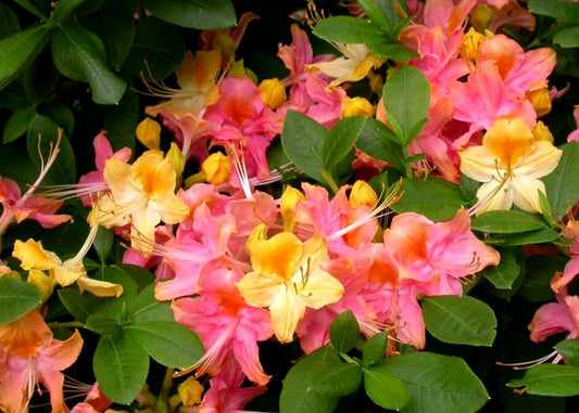 Rhododendron' Garden Rainbow Tri-Color Azalea