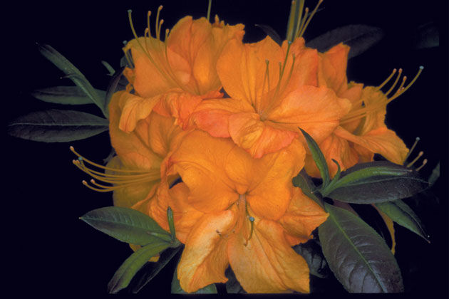 Rhododendron' Golden Lights Azalea