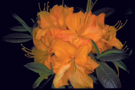 Rhododendron' Golden Lights Azalea