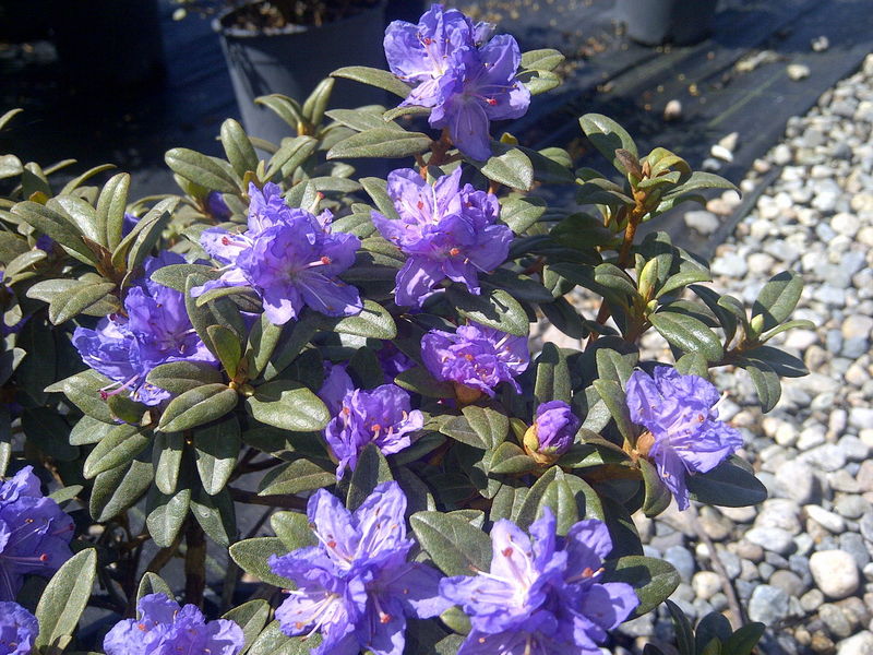 Rhododendron' Ramapo