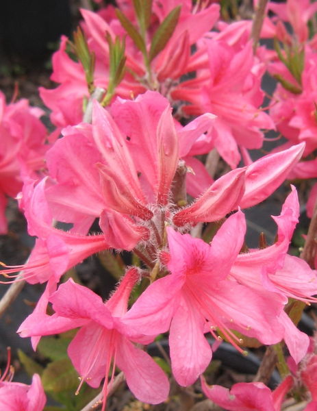 Rhododendron' Rosey Lights Azalea