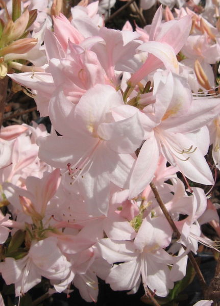 Rhododendron' White Lights Azalea