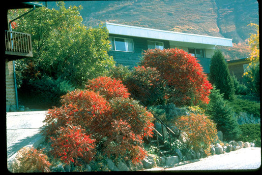 Rhus' Gro-Low Fragrant Sumac