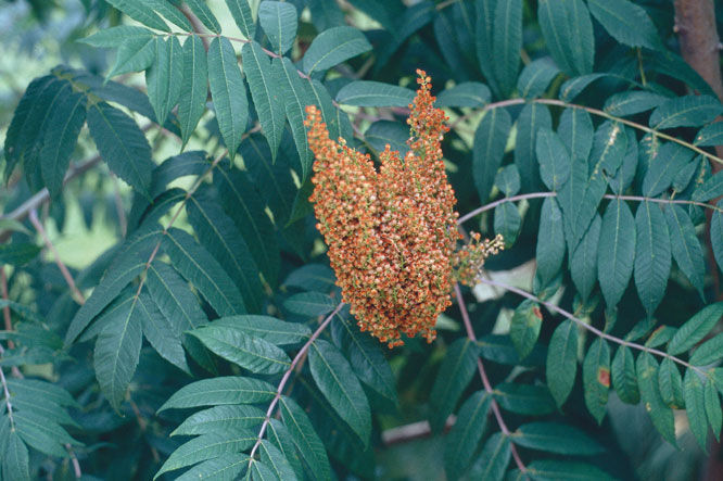 Rhus' Western Smooth Sumac