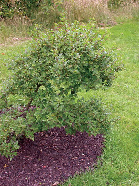 Rhus' Three Leaf Sumac