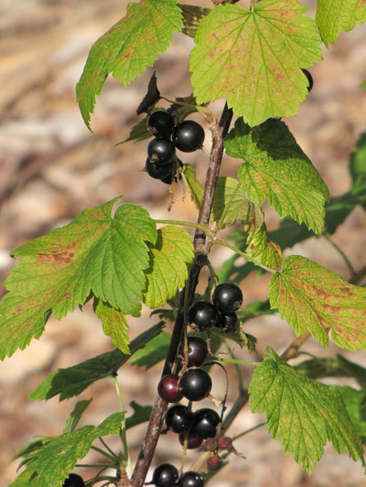 Ribes' Wild Black Currant