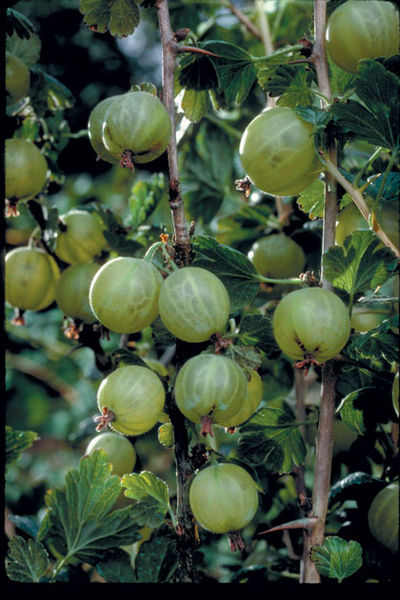 Ribes' Pixwell Gooseberry