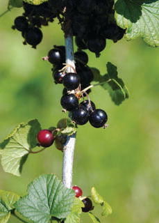 Ribes' Black Gooseberry