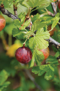 Ribes' Jahn's Prairie Gooseberry