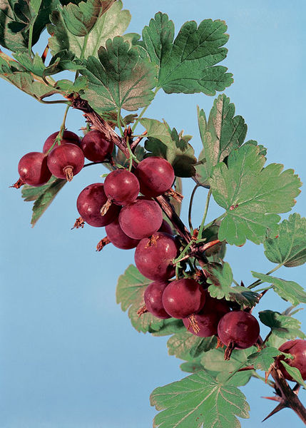 Ribes' Hinnonmaki Red Gooseberry