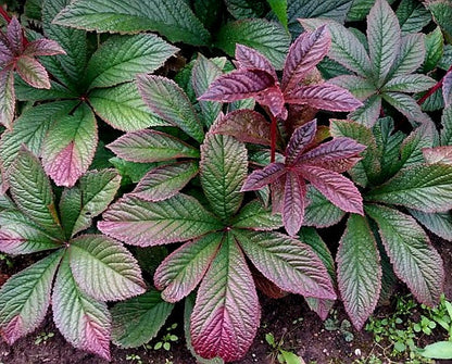 Rodgersia' Chocolate Wings