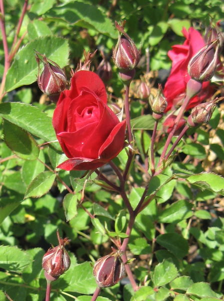 Rosa' Adelaide Hoodless Rose