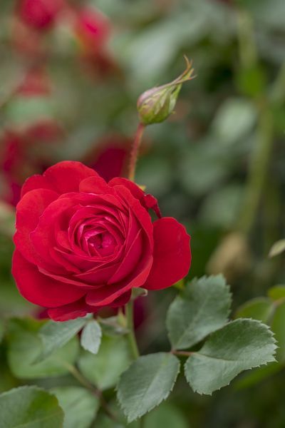 Rosa' Canadian Shield™ Rose