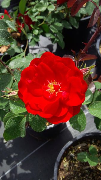 Rosa' Champlain Rose