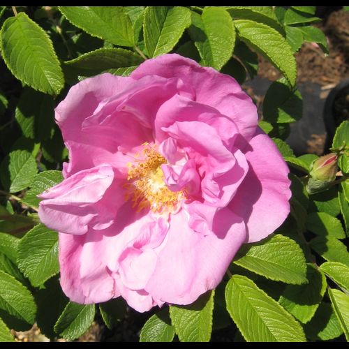 Rosa' Foxi Pavement Rose