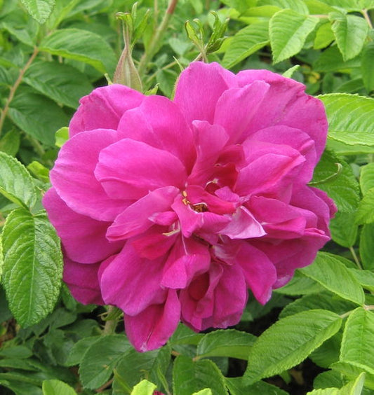 Rosa' Hansa Rose