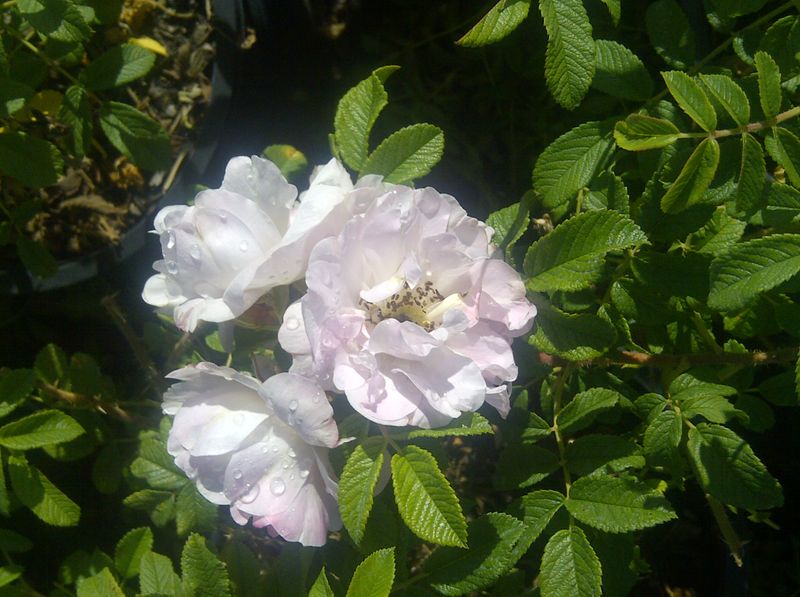 Rosa' Henry Hudson Rose