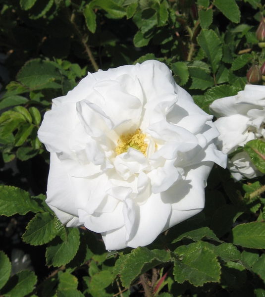 Rosa' Marie Bugnet Rose