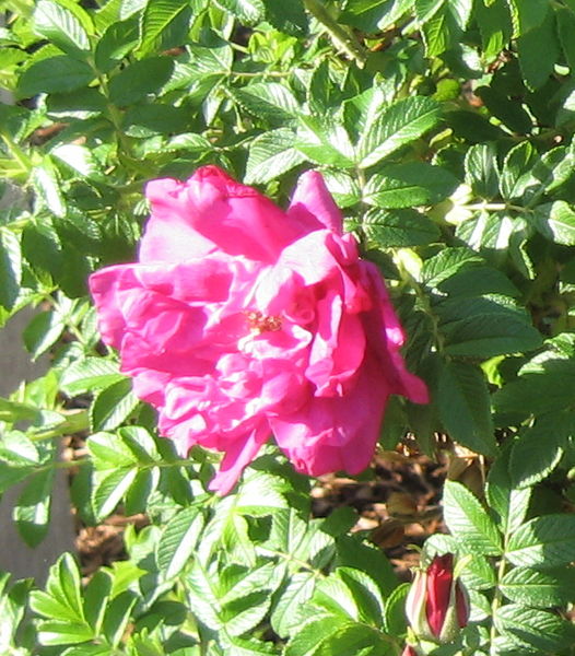 Rosa' Purple Pavement Rose