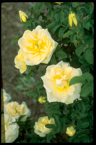 Rosa' Rugelda Pavement Rose