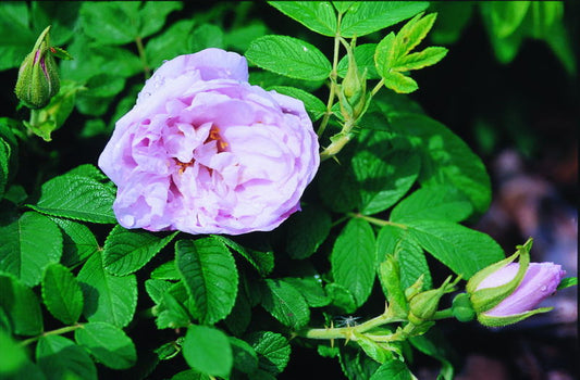 Rosa' Snow Pavement Rose