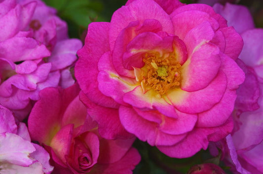 Rosa' Easy El.® Sunrise Sunset Rose