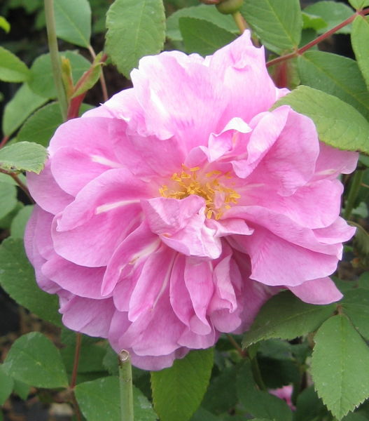 Rosa' Therese Bugnet Rose