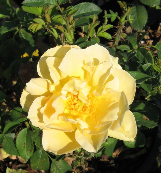 Rosa' Topaz Jewel Rose