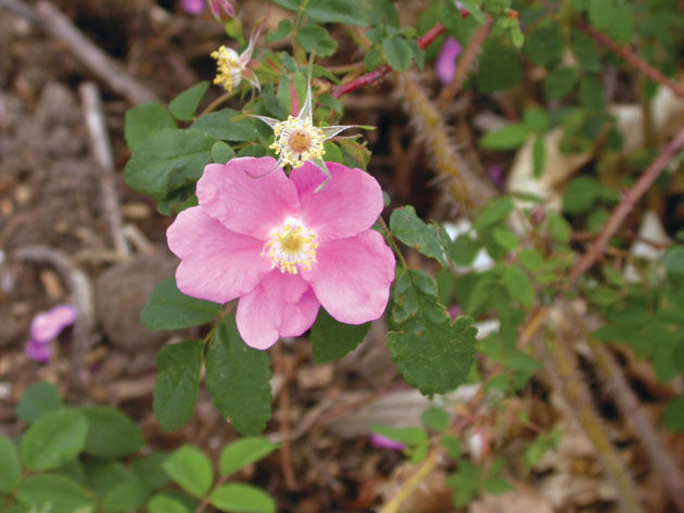 Rosa' Prickly Wild Rose