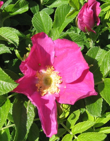 Rosa' Rugosa Rose