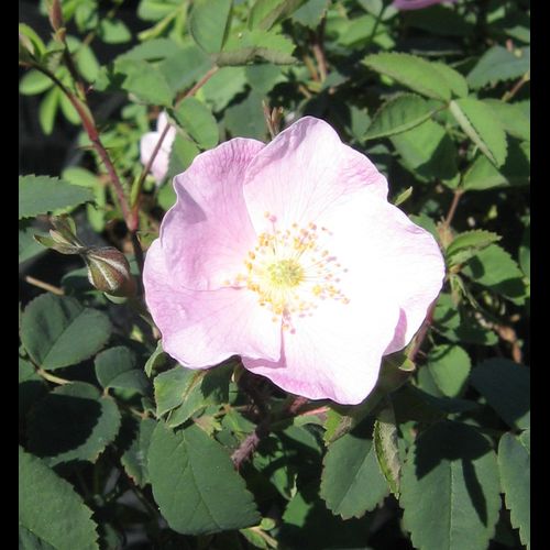 Rosa' Woods Rose