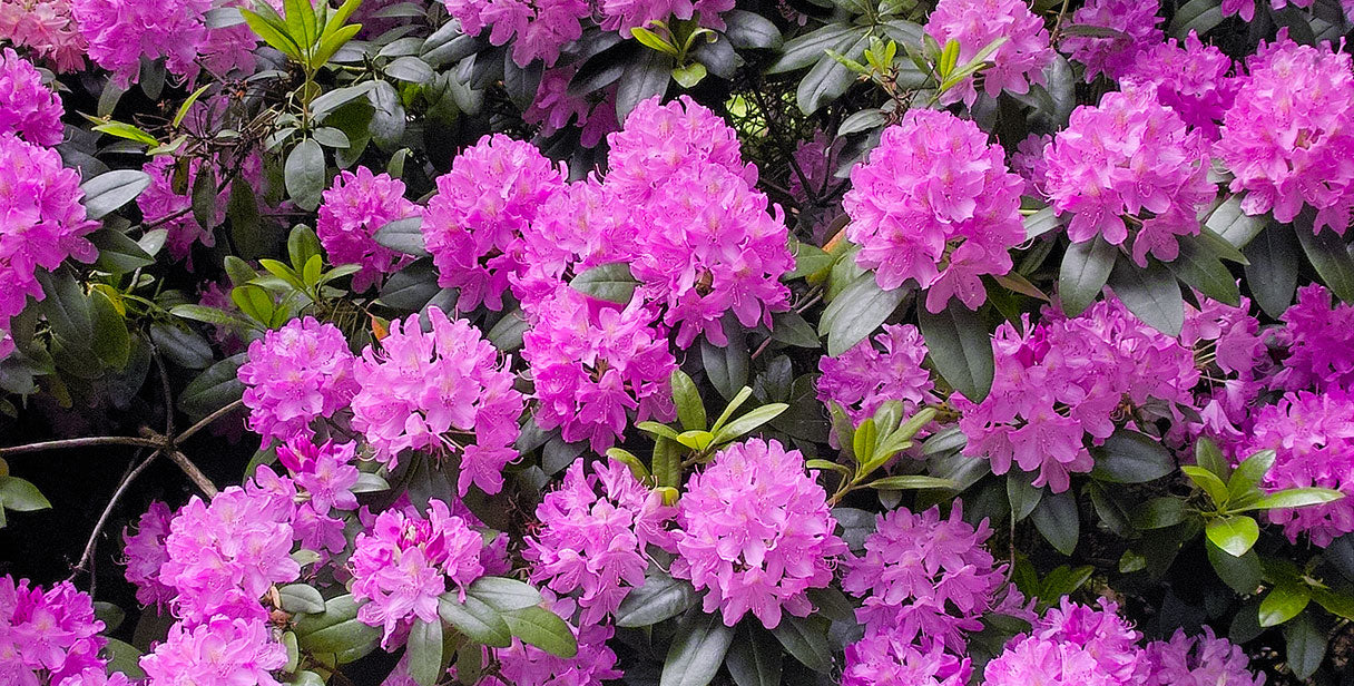 Rhododendron' Roseum Elegans