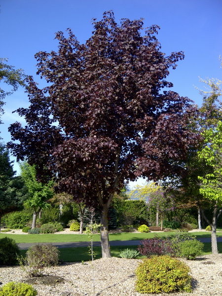 Acer' Royal Red Maple Tree