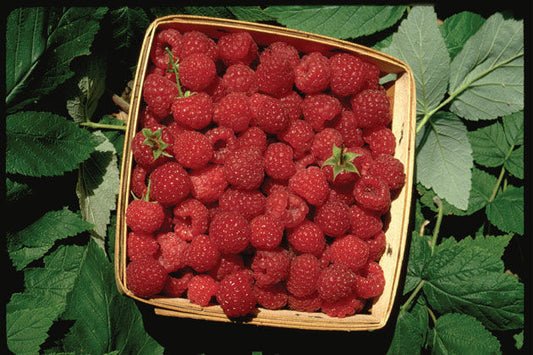 Rubus' Boyne Raspberry