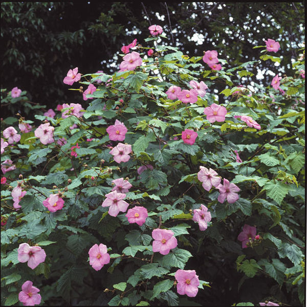 Rubus' Flowering Raspberry