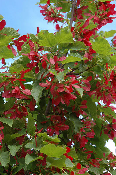 Acer' Ruby Slippers Amur Maple Tree