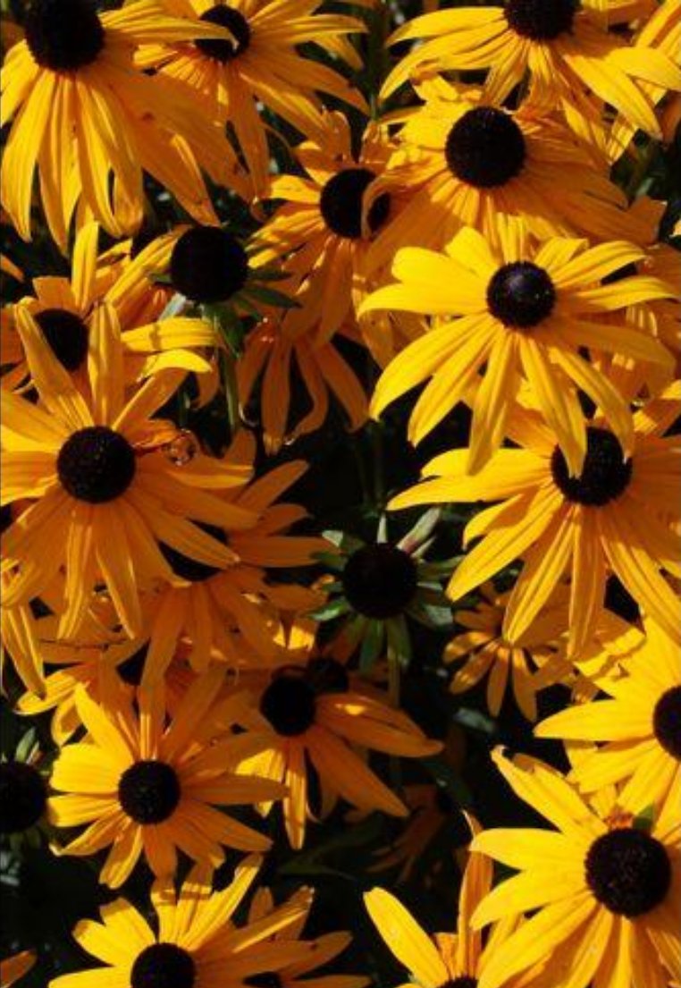 Rudbeckia' Black-Eyed Susan