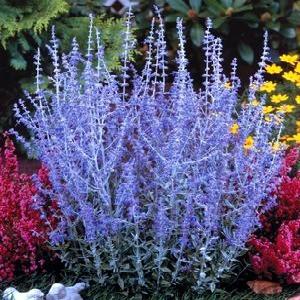 Perovskia' Russian Sage