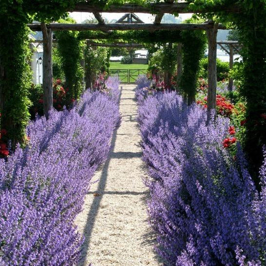 Perovskia' Russian Sage